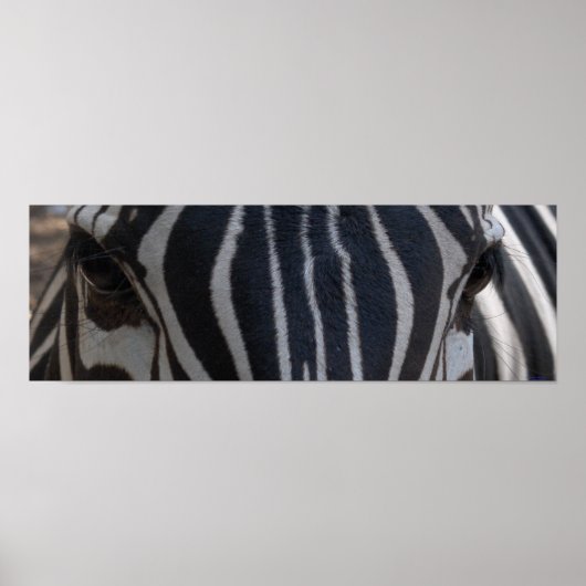 Zebra Zebra an der Wand Poster (Vorne)