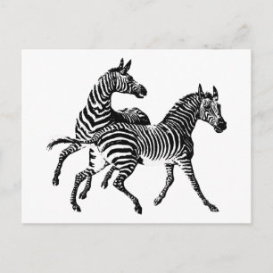 Zebra Zebras Vintage Holzstich Postkarte