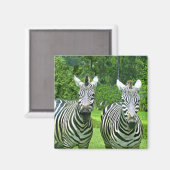 Zebra Zen: Die Schönheit der Natur in Bewegung Magnet (Vorderseite/Rückseite)