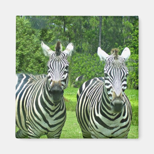 Zebra Zen: Die Schönheit der Natur in Bewegung Magnet (Vorne)