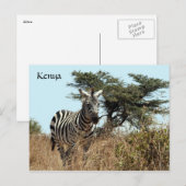 Zebraaussehen Postkarte (Vorne/Hinten)
