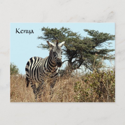 Zebraaussehen Postkarte (Vorderseite)