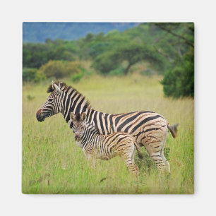 Zebrababy und -mamma magnet