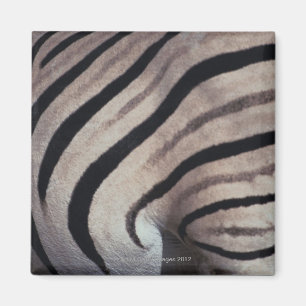 Zebradruck Magnet