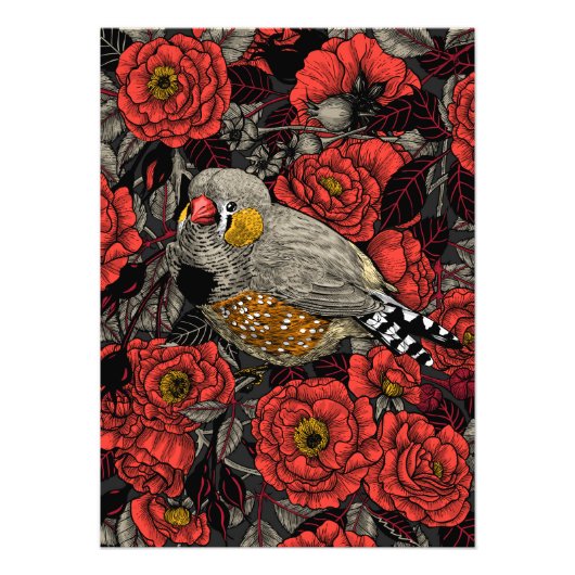 Zebrafinch und rote Rose Fotodruck (Vorne)