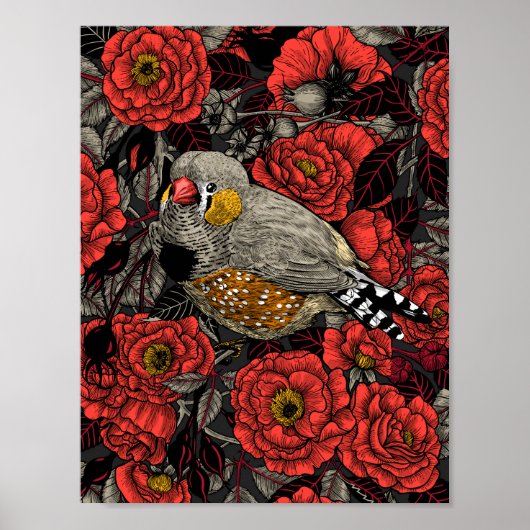 Zebrafinch und rote Rose Poster (Vorne)