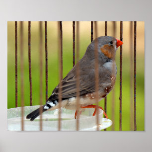 Zebrafinkenvogel im Käfig Poster
