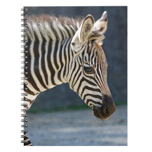 Zebrafohlen Notizblock (Vorderseite)