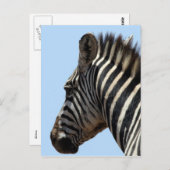 Zebragesicht Postkarte (Vorne/Hinten)
