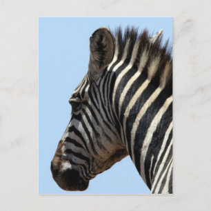 Zebragesicht Postkarte