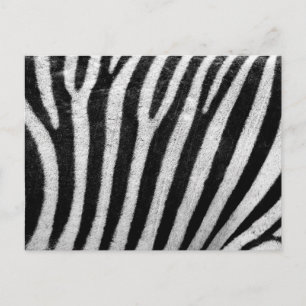 Zebrahautstruktur Postkarte