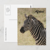Zebramande Postkarte (Vorne/Hinten)