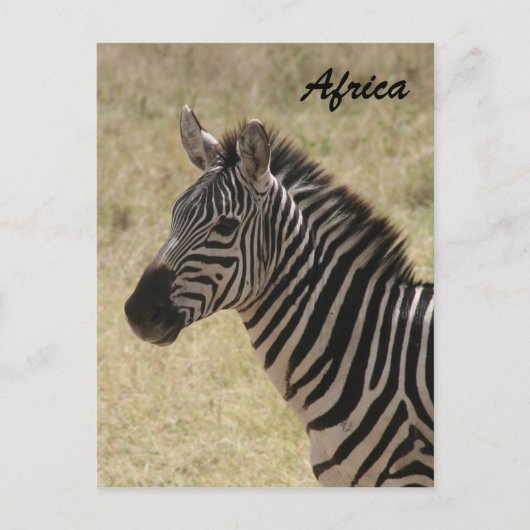 Zebramande Postkarte (Vorderseite)