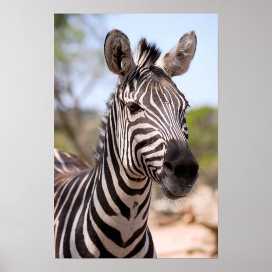 Zebraportrait Poster (Vorne)