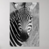 Zebraposter AB 8.99 Poster (Vorne)