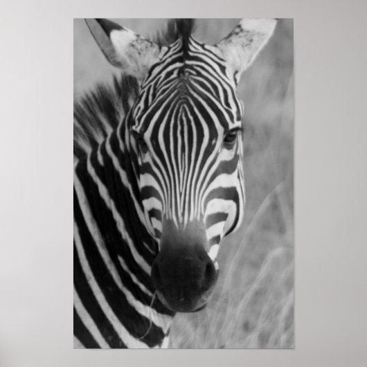 Zebraposter AB 8.99 Poster (Vorne)