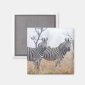 Zebras am frühen Morgen Staub, Krüger National Magnet (Vorderseite/Rückseite)