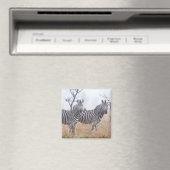 Zebras am frühen Morgen Staub, Krüger National Magnet (In Situ (Geschirrspüler))