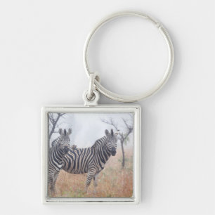 Zebras am frühen Morgen wischen, Kruger Schlüsselanhänger