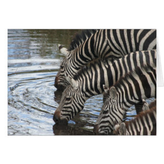 Zebras am Wasser - maßgeschneidert
