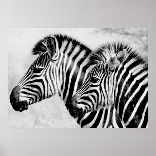 Zebras Animals Wildlife Black and White Poster (Vorne)