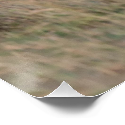 Zebras bei Dämmerung Poster (Ecke)