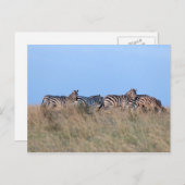 Zebras bei Dämmerung Postkarte (Vorne/Hinten)