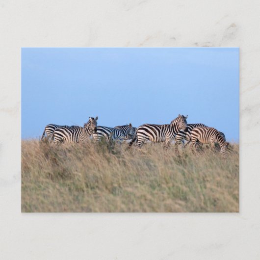 Zebras bei Dämmerung Postkarte (Vorderseite)
