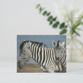 Zebras Blick auf die Kamera auf Safari Postkarte (Stehend Vorderseite)