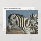 Zebras Blick auf die Kamera auf Safari Postkarte (Vorne/Hinten)