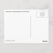 Zebras Blick auf die Kamera auf Safari Postkarte (Rückseite)