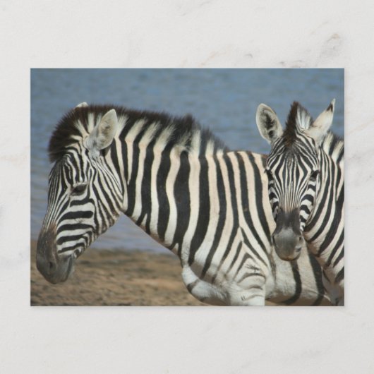 Zebras Blick auf die Kamera auf Safari Postkarte (Vorderseite)