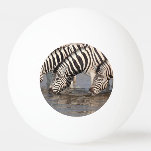 Zebras drinking tischtennisball (Rückseite)