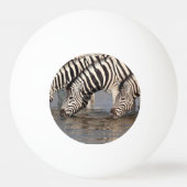 Zebras drinking tischtennisball (Vorderseite)