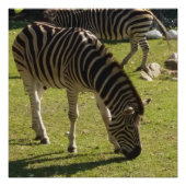 Zebras Foto Glossy Poster (Vorderseite)
