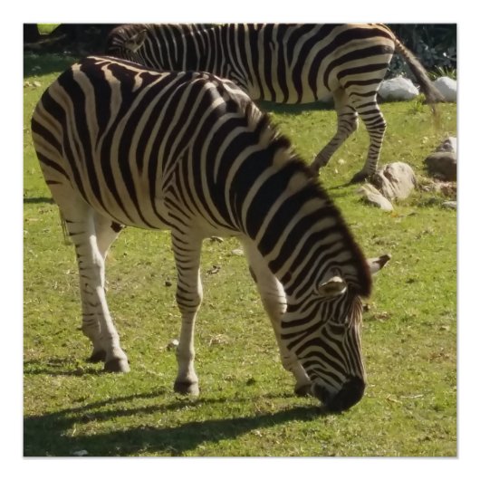 Zebras Foto Glossy Poster (Vorderseite)
