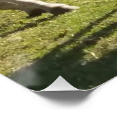 Zebras Foto Glossy Poster (Ecke)