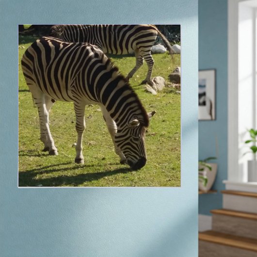 Zebras Foto Glossy Poster