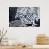 Zebras Foto Poster (Küche)