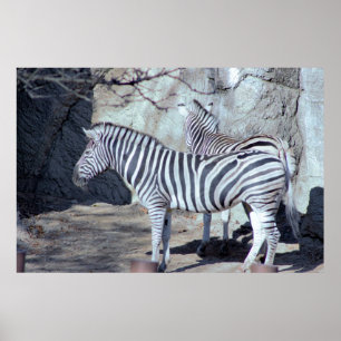 Zebras Foto Poster
