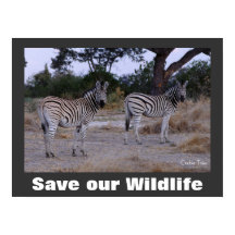 Zebras Foto Rette unser Wildlife Poster