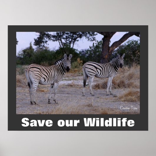 Zebras Foto Rette unser Wildlife Poster (Vorne)