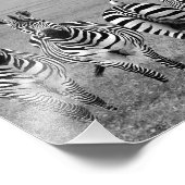 Zebras Fotodruck (Ecke)