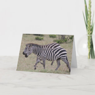 Zebras für immer feiertagskarte