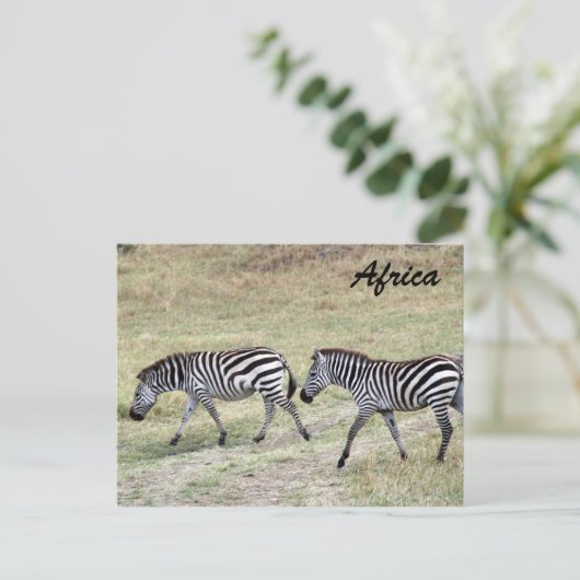 Zebras gestreift postkarte (Stehend Vorderseite)