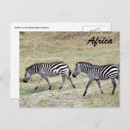 Zebras gestreift postkarte (Vorne/Hinten)