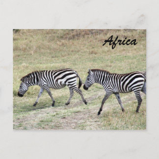 Zebras gestreift postkarte