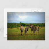 Zebras-Gruppe Postkarte (Vorne/Hinten)
