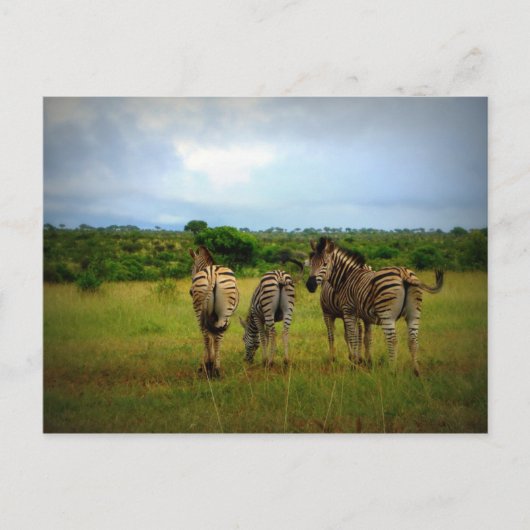 Zebras-Gruppe Postkarte (Vorderseite)