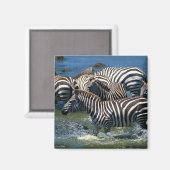 Zebras-Herde 2 Magnet (Vorderseite/Rückseite)
